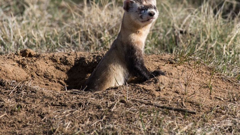 Ferrets