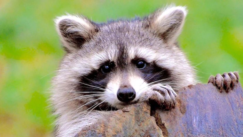 Raccoon