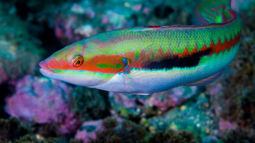 Wrasse