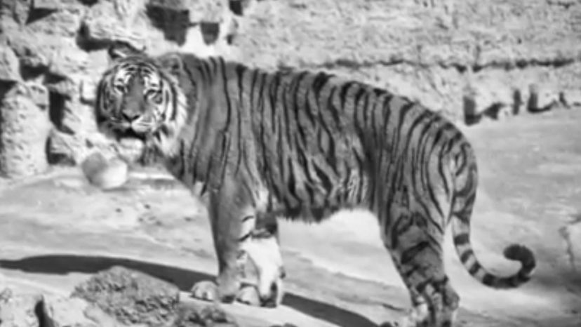 The Javan Tiger