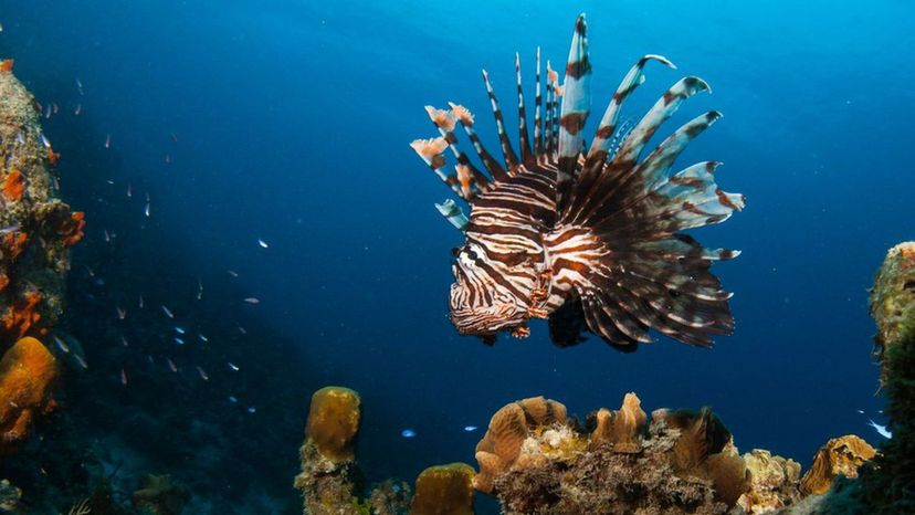 Lionfish