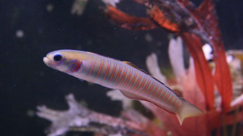 Zebra Fish