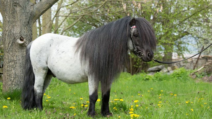 Shetland Pony