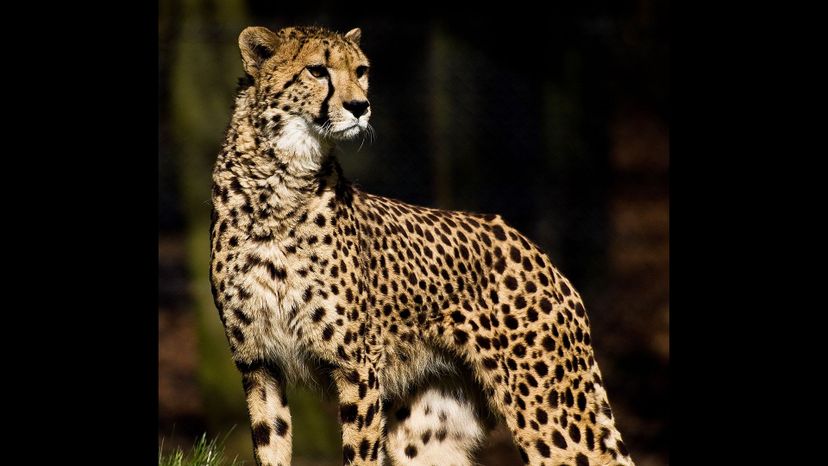 Northeast African cheetah