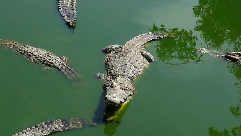 Crocodile