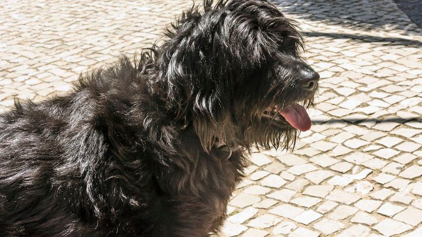 A Portuguese water dog