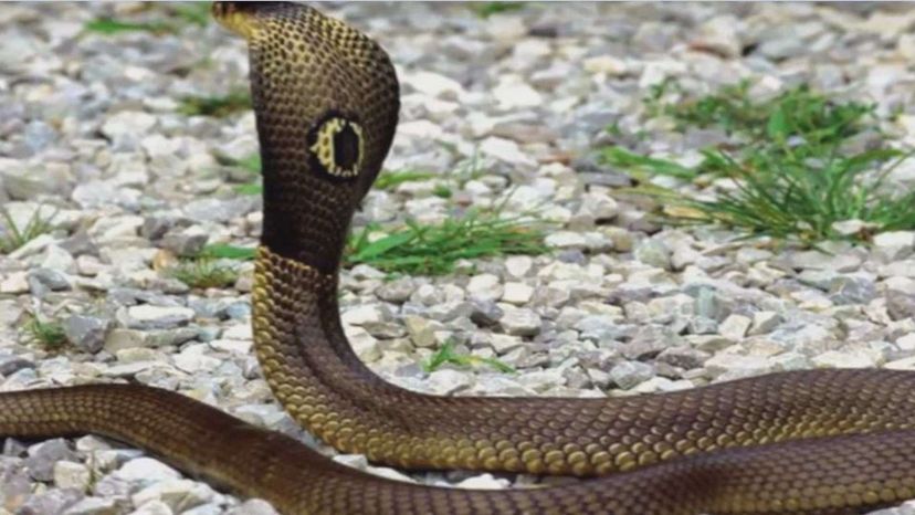 Este quiz de identificação de cobras venenosas é realmente difícil