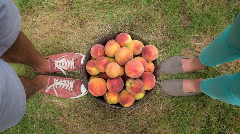 What Stone Fruit Are You?