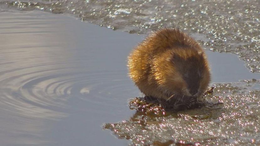 Muskrat