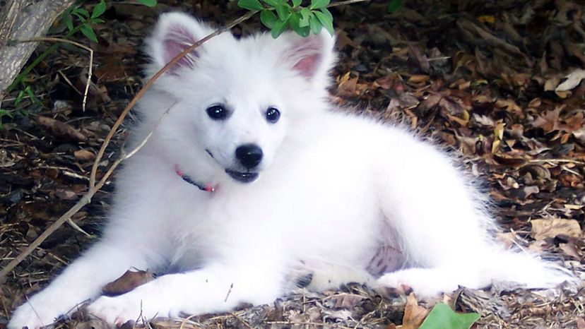 American eskimo dog