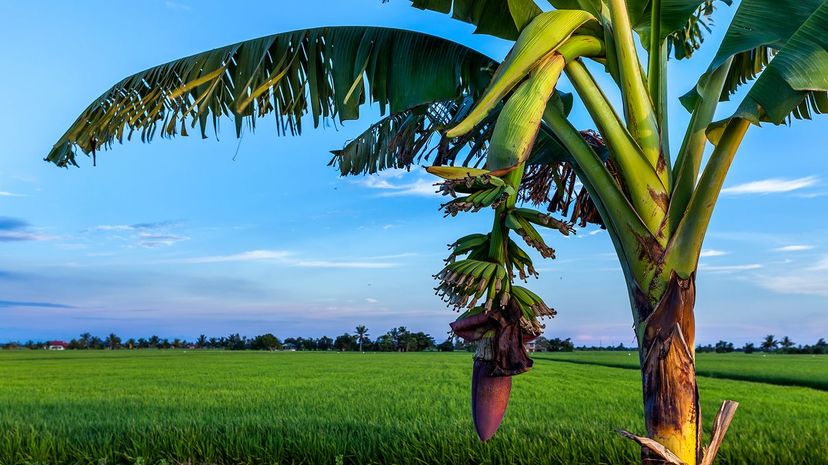 38 Banana Tree Plant