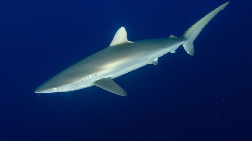 Silky Shark