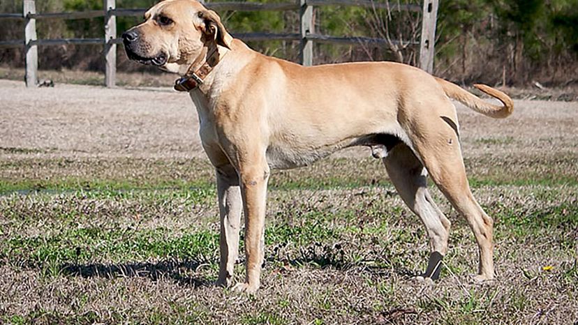 Black Mouth Cur