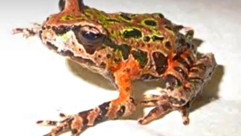 Archey's Frog