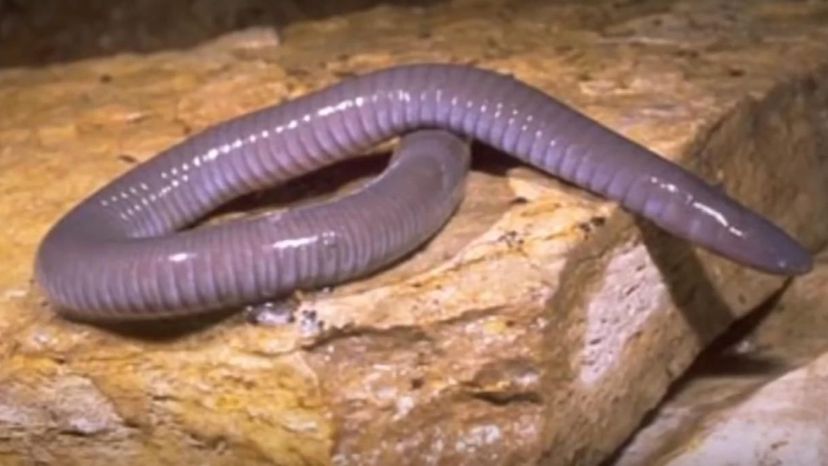 Coopers Black Caecilian