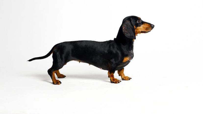 Dachshund