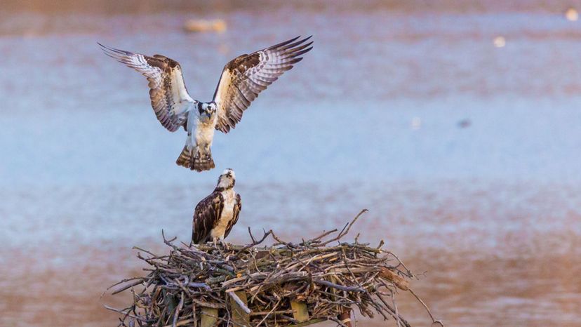 Ospreys