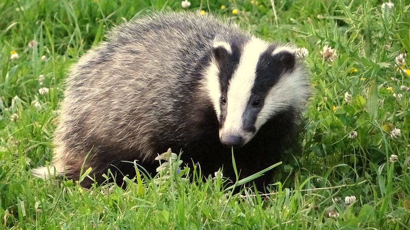 Badger