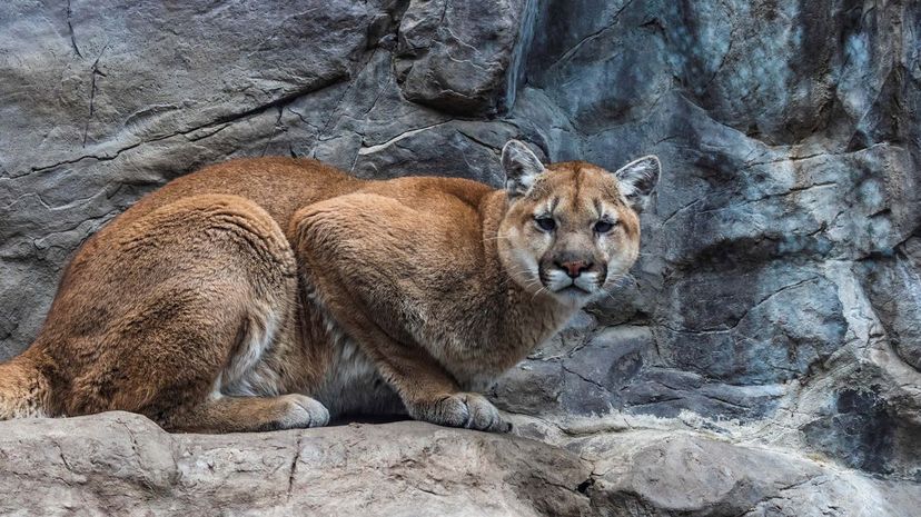 Mountain lion