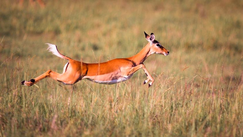 9 Gazelle