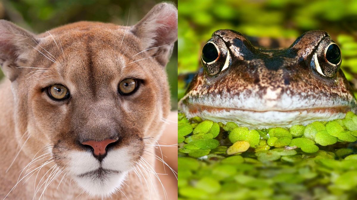 What Pet and Predator Combination Reflects Your Light and Dark Sides? | Zoo