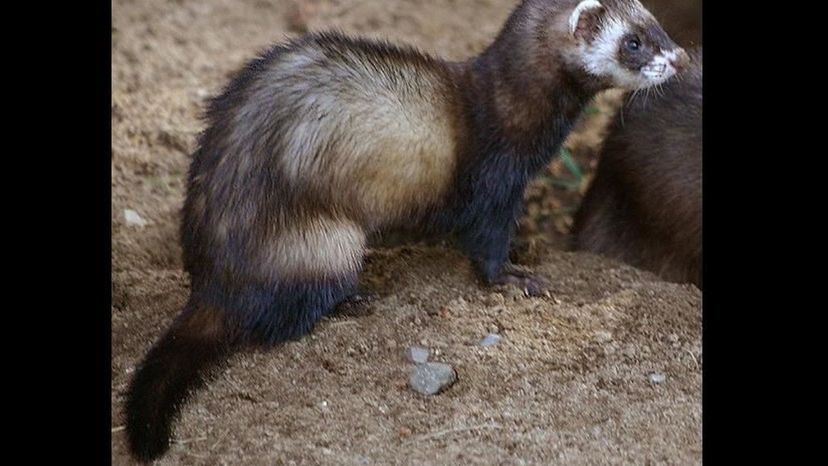 Polecat 1