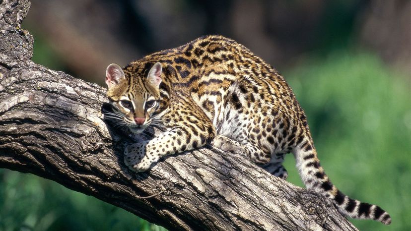 Ocelot