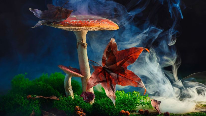 Giant mushroom and smoke