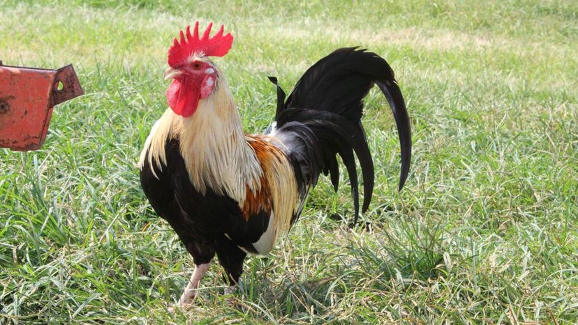 Rooster