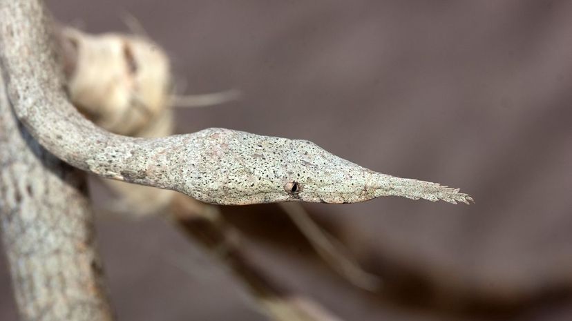 Leaf-nosed snake