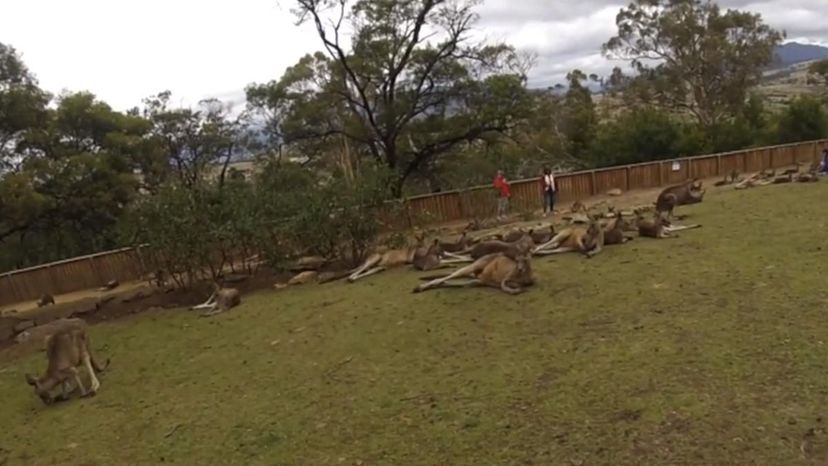 Bonorong WIldlife sanctuary