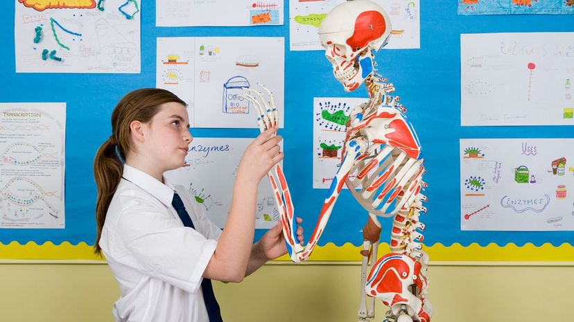 Can You Ace This 10th Grade Anatomy Test?