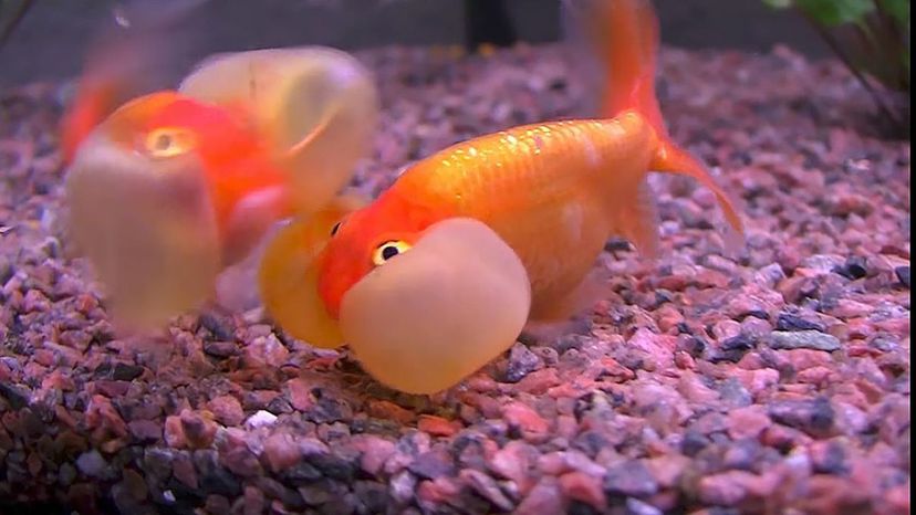 Bubble Eye Goldfish