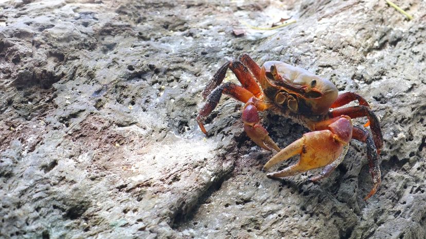 Crab - marine