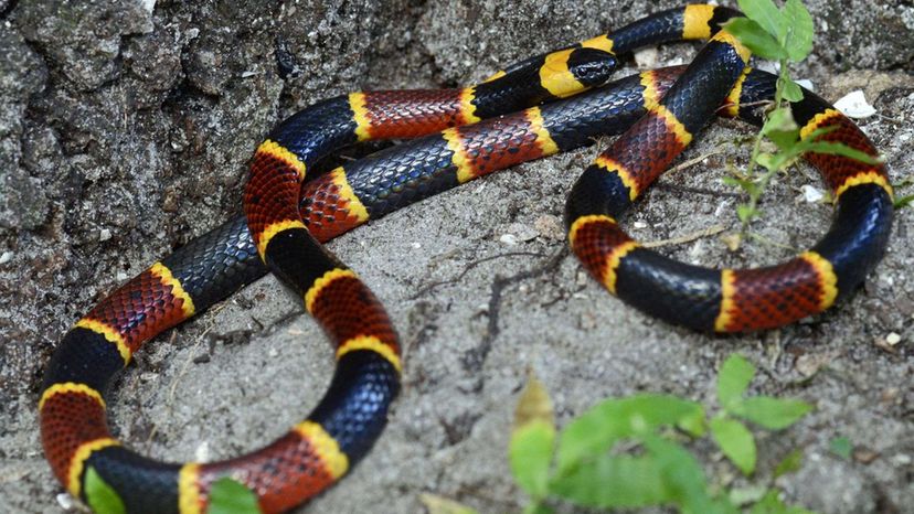 Eastern Coral Snake