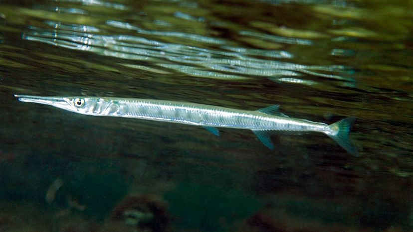 Flat Needlefish.