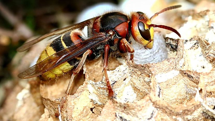 European Hornet