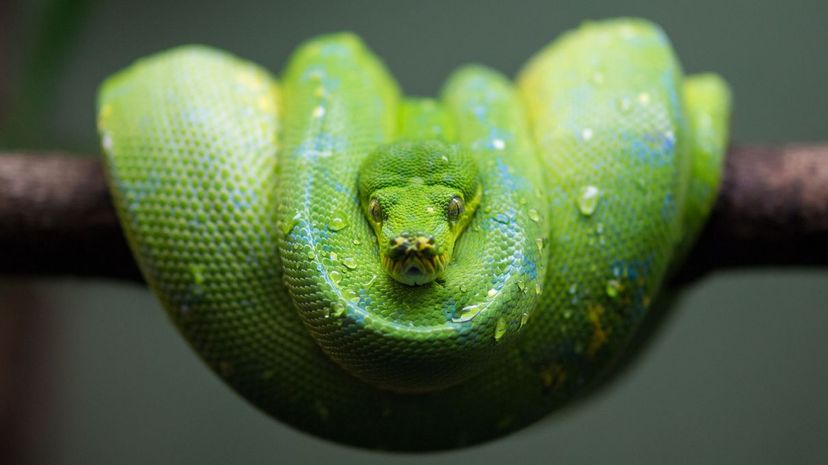 Python snake