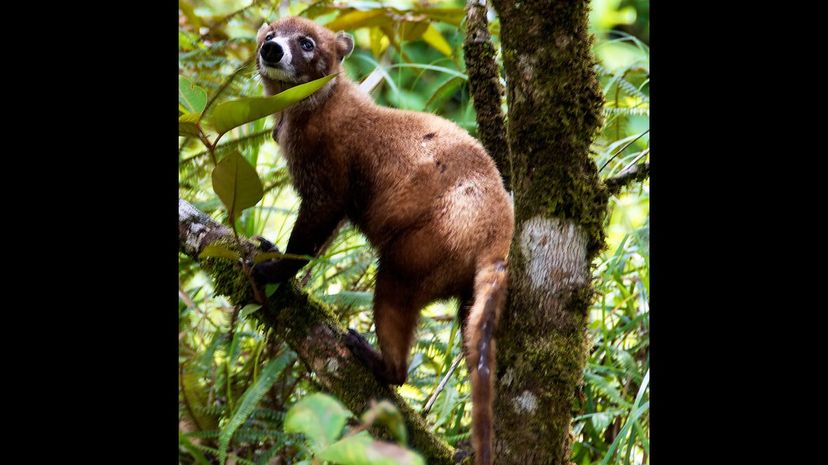 CoatÃ­
