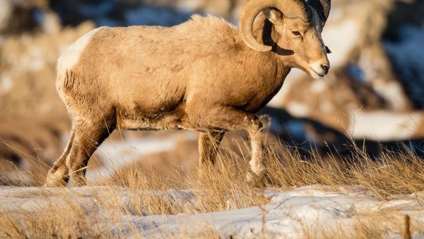 Rocky Mountain Bighorn Sheep