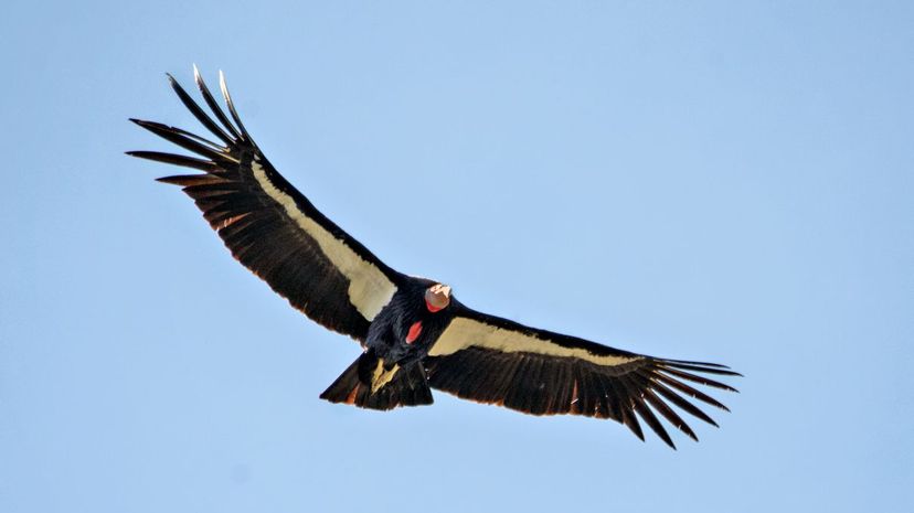 California Condor