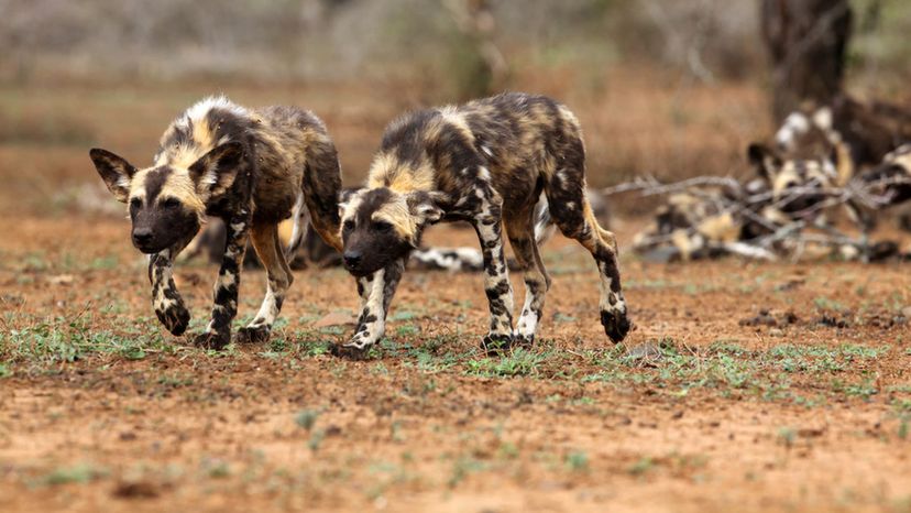 Find Out if You're the Leader of the Pack When it Comes to Recognizing Large Dog Breeds!