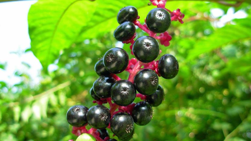 Pokeweed (phytolacca)