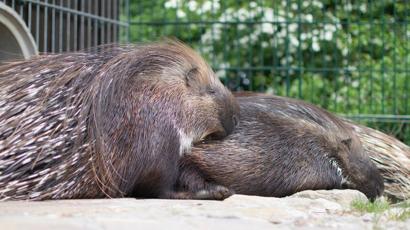 Porcupine