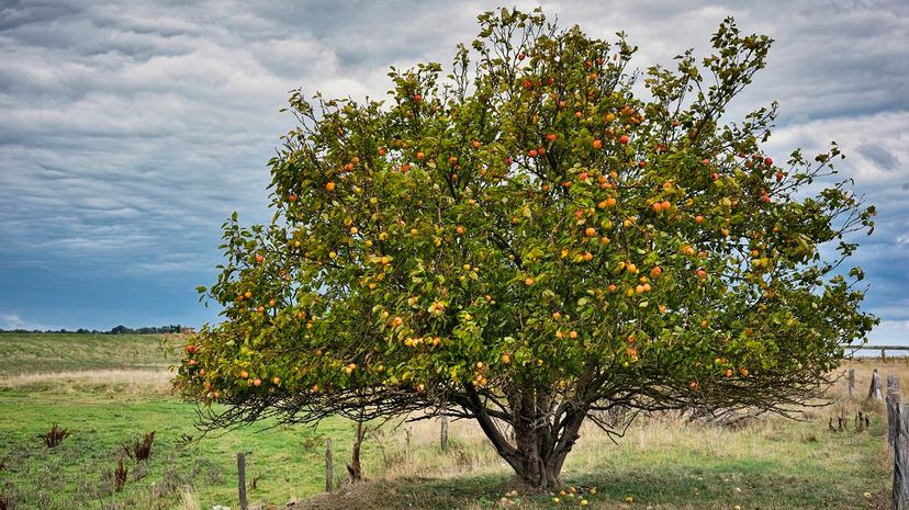 19 apple tree GettyImages-610803156