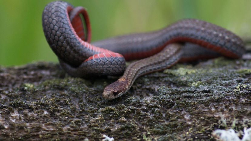 red-bellied black snake