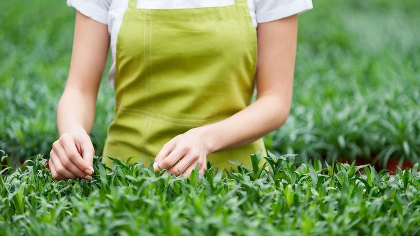 Garden Apron