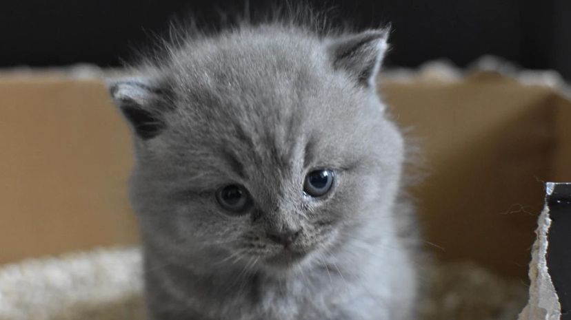 cat in litter box