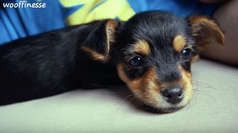 Chorkie＂border=