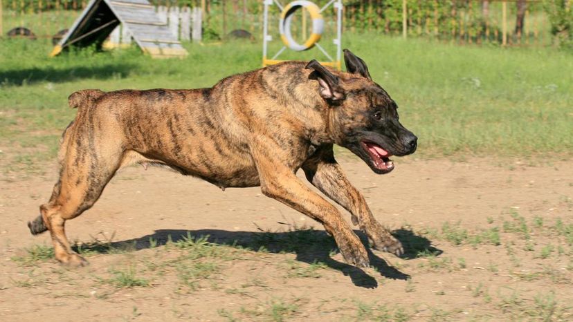 Boerboel